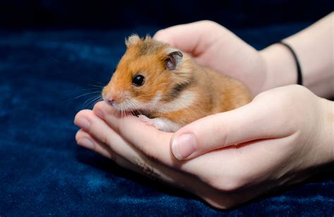 syrian hamster care reptile cymru