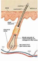 Hair Follicle Drug Test Marijuana Images