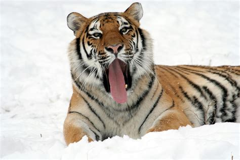 Tiger Lying On Snow Field While Yawning · Free Stock Photo