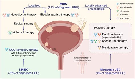 Frontiers Immunotherapy In The Treatment Of Urothelial Bladder Cancer