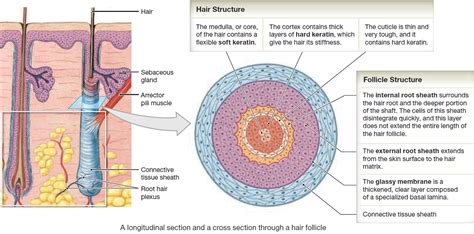 Hair Shaft Follicle Structure Hair Bulb Root And Function
