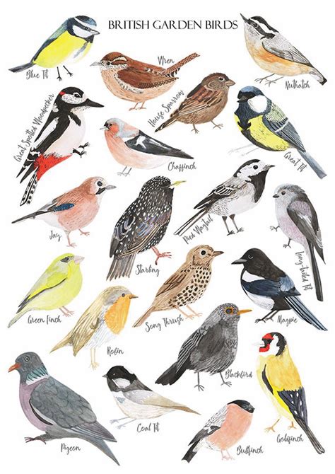 Bird Vintage Print Histoire Naturelle Illustration Antique Oiseaux