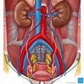 Ovarian artery: Anatomy, branches, supply | Kenhub