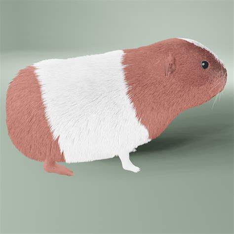 Guinea Pig Free 3d Model Cgtrader
