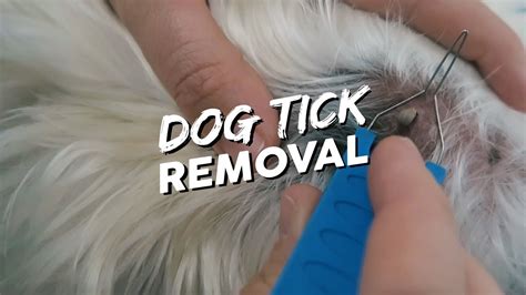 How To Take A Tick Off Your Dog Dog Tick Removal Youtube