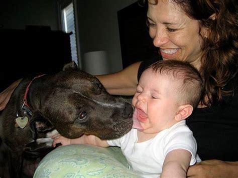 Pin On Pit Bulls And Kids