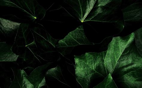 Dark Green Leaves Background Download High Defenition Wallpaper Weird