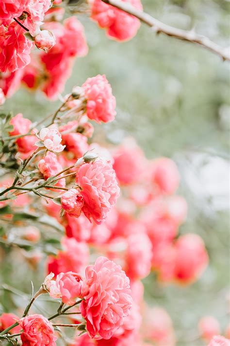 Hd Wallpaper Pink Petaled Flowers Roses Buds Bush Blur Flowering