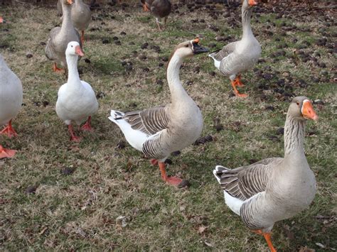 Free Images Nature Group Farm Flock Wildlife Wild Rural