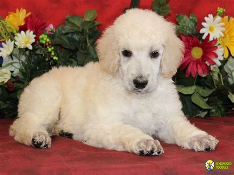 Ginger and skipper's puppies were born on february 20th! Lang - Standard Poodle Puppy For Sale