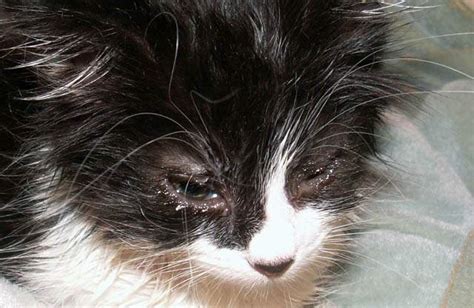 8 Common Eye Problems In Cats Cat World