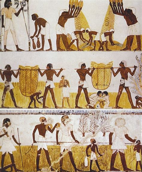A Tomb Painting Showing People Of Several Social Classes During A Grain