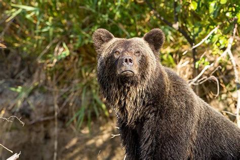 First Idaho Grizzly Bear Hunt In Decades Set For This Fall Boise