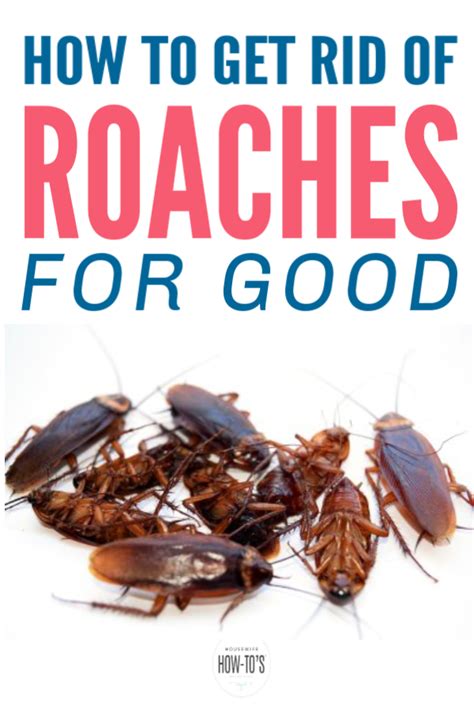 How To Get Rid Of Cockroaches For Good Natural Disinfectant Home Remedies For Roaches