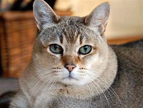 Chausie Cat Cat Breeds Encyclopedia