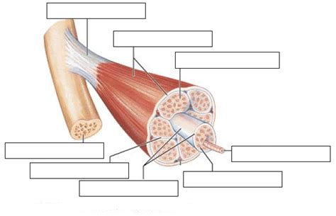 Connective Tissue Of A Muscle Diagram Lawlor Diagram Quizlet