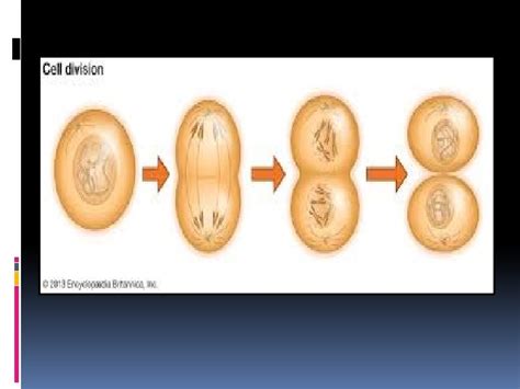 CELL DIVISION BY SALMA MENDOZA BLUE WHAT