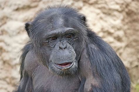 400 Free Chimpanzee And Monkey Images Pixabay