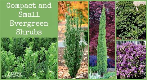 21 Low Maintenance Evergreen Shrubs With Pictures Identification
