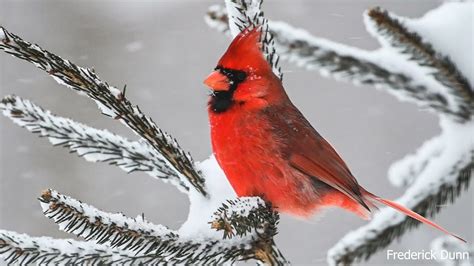 North American Cardinals In Winter With Active Snowfall United States
