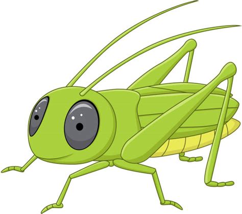 Best Cricket Animal Cartoon Illustrations Royalty Free Vector Graphics