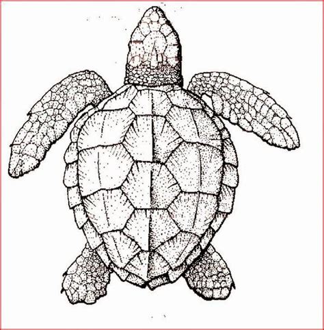 Free Printable Turtle Coloring Pages New Coloring Pages Turtles Free