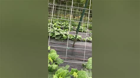 Trellising Cucumbers Youtube