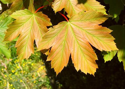 Get To Know A Variety Of Maple Tree Species