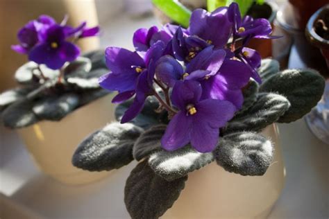 Pin By Debby Humbert On Garden African Violets Grow Gorgeous