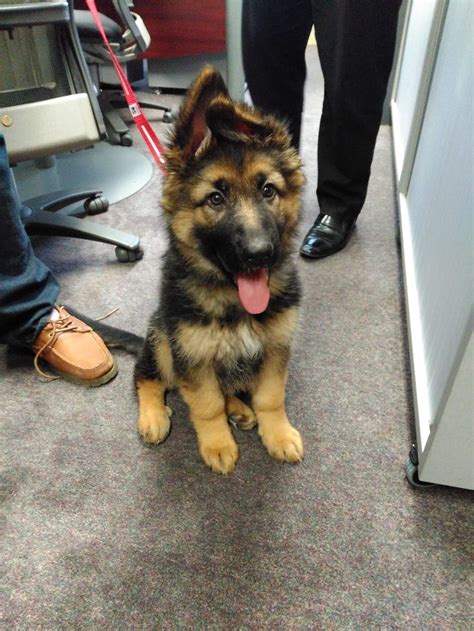 Every german shepherd puppy is socialized and neurologically stimulated from day one, giving them the ideal temperament as a loving family pet, personal protection dog, or superior service dog. 25 Of The Cutest German Shepherd Puppies Ever | Top13