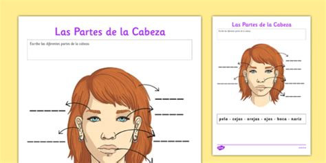 Ficha De Actividad Las Partes De La Cabeza Cabeza