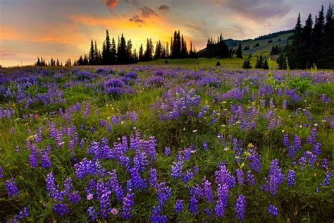 Sunset Hills View Bonito Trees Sky Clouds Lupine Flowers