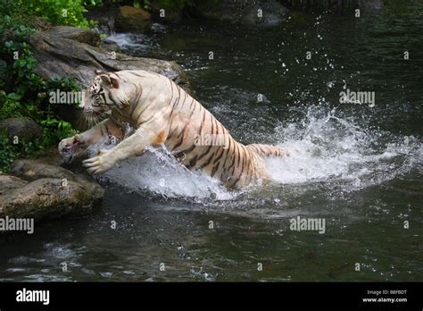 Bengal Tiger Jumping Fotografías E Imágenes De Alta Resolución Alamy