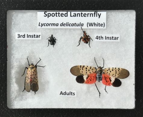 Michigan Braces For A New Invasive Insect The Spotted Lanternfly