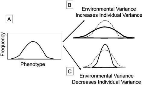 Normal Distribution Of Phenotypes For A Population In A Stable Or B