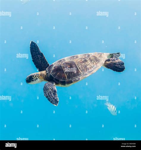 Green Sea Turtle Chelonia Mydas Diving After Having Breathed Surface