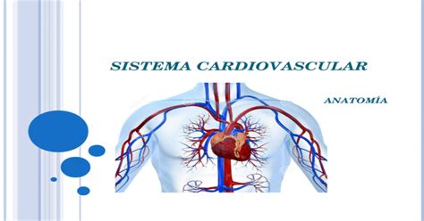 Sistema Cardiovascular AnatomÍa Generalidades El Sistema