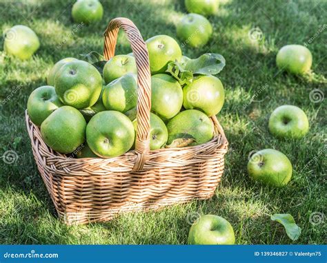 Apple Harvest Ripe Green Apples In The Basket On The Green Grass Stock