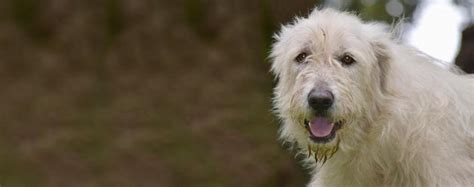 top activities  great wolfhounds wag