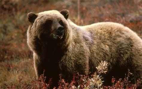 Grizzly Bear Northwest Wildlife Preservation Society