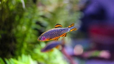 Freshwater Fish For Small Tanks