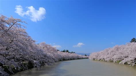 壁紙 川、桜、花、青空、春 2560x1600 Hd 無料のデスクトップの背景 画像