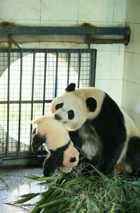 Пин на доске I Am A Panda Bear Lover