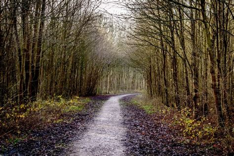 Forest Path Between Trees Free Image Download