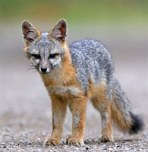 Beautiful Wildlife Gray Fox Kit By John Fox Animals And Pets Baby