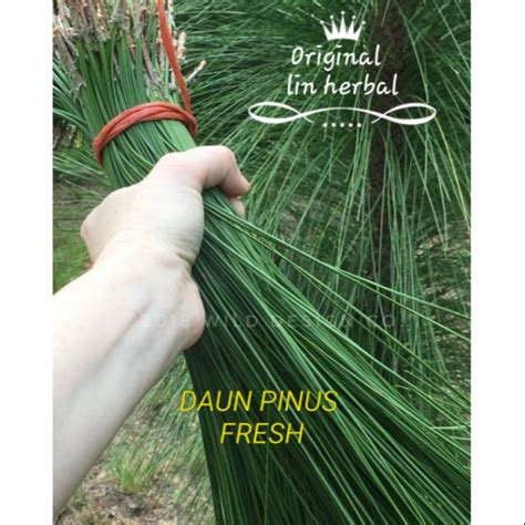 Jual Fromo Jual Daun Pinus Super Obat Stroke Dn Kangker Ganas Shopee