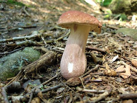 Various Boletes Id Please Identifying Mushrooms Wild Mushroom Hunting