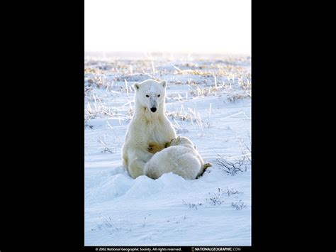 Polar Bears Polar Bear National Geographic Animals National