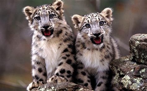 Snow Leopard Cubs Wild Animals Wallpapers Wallpaper Cave