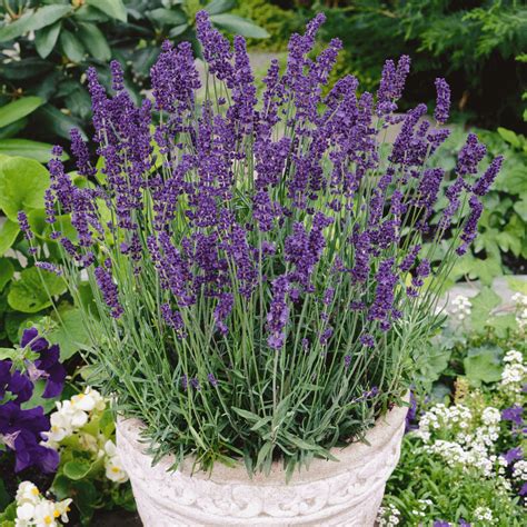 English Lavender Seedlings Lavender Plant